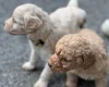 Labradoodle