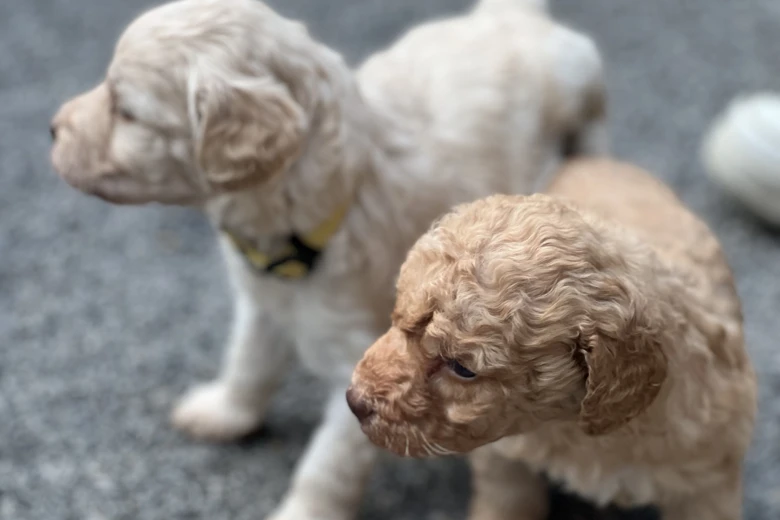 Labradoodle