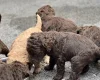 Labradoodle