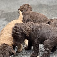 Labradoodle