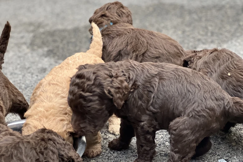 Labradoodle