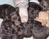 Labradoodle
