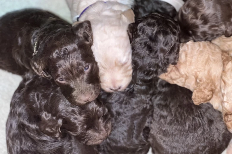 Labradoodle
