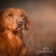 Labrador Retriever