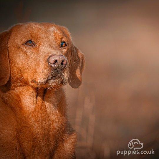 Labrador Retriever