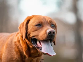 Labrador Retriever