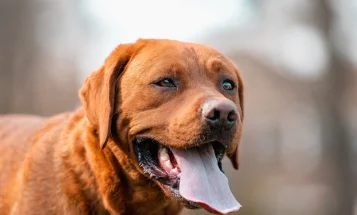 Labrador Retriever