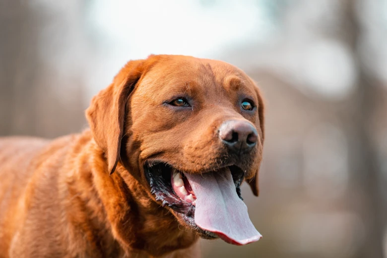 Labrador Retriever