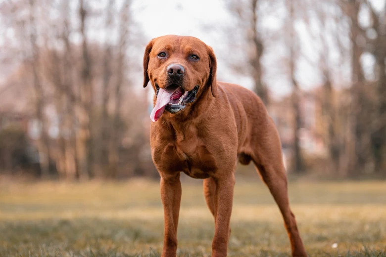 Labrador Retriever