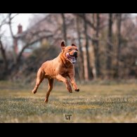 Labrador Retriever