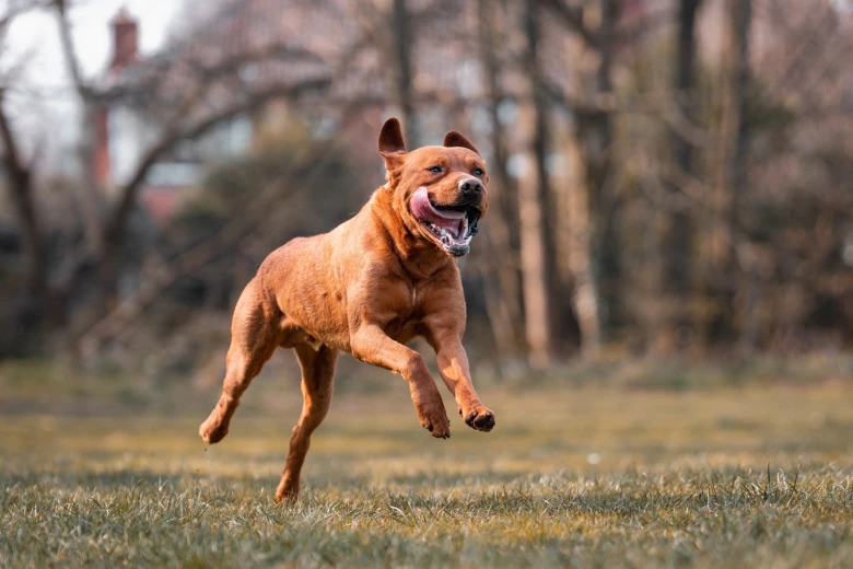 Labrador Retriever