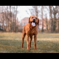 Labrador Retriever