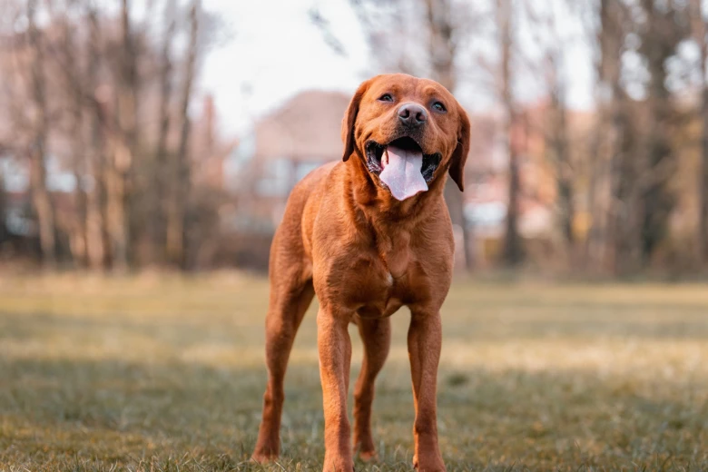 Labrador Retriever