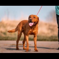 Labrador Retriever