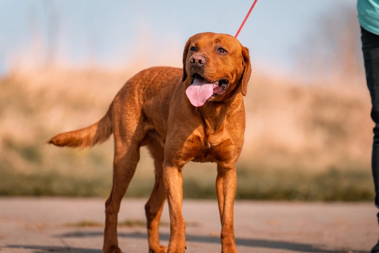 Labrador Retriever