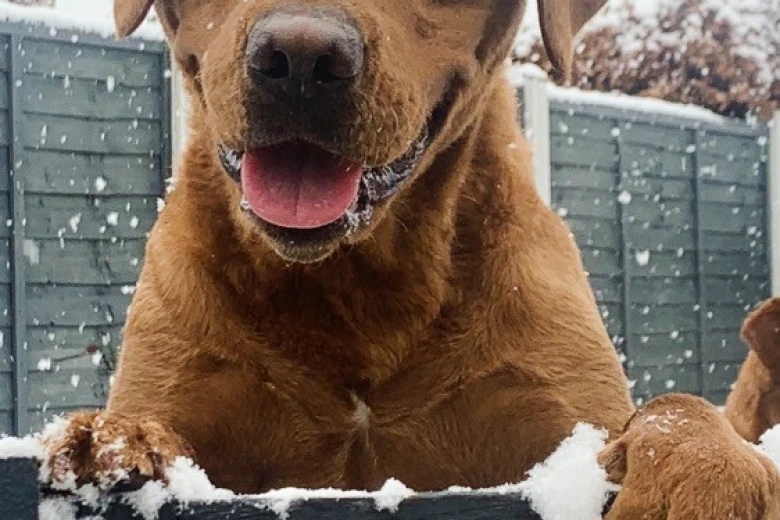 Labrador Retriever