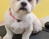 Lhasa Apso