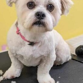 Lhasa Apso