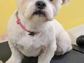 Lhasa Apso