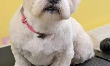 Lhasa Apso