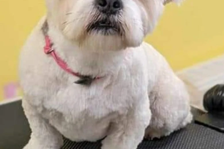 Lhasa Apso