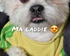 Lhasa Apso