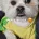 Lhasa Apso