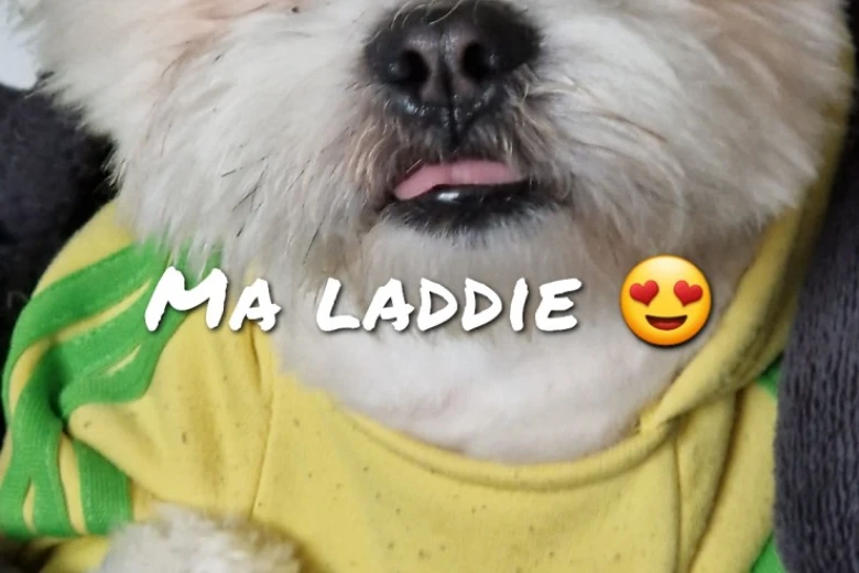 Lhasa Apso