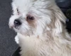 Lhasa Apso