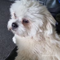 Lhasa Apso