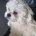 Lhasa Apso