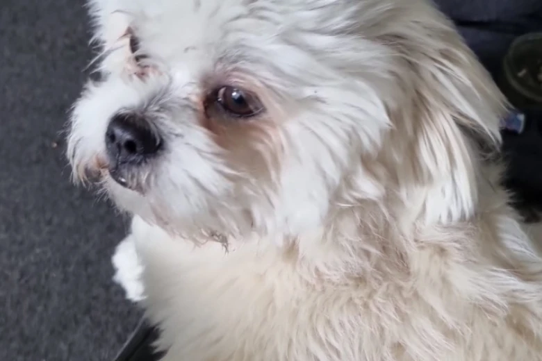 Lhasa Apso