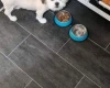 Lhasa Apso