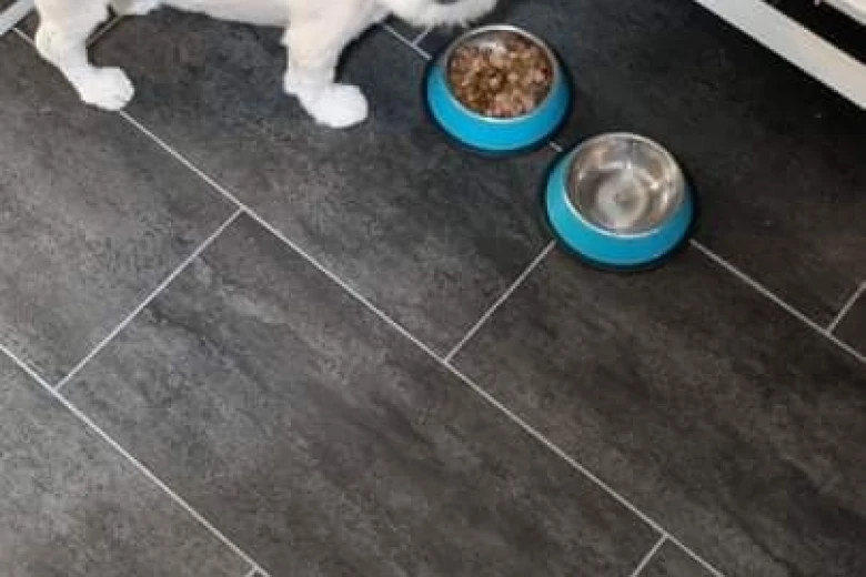 Lhasa Apso