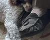 Miniature Poodle