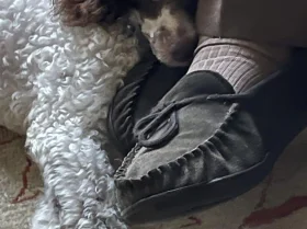 Miniature Poodle