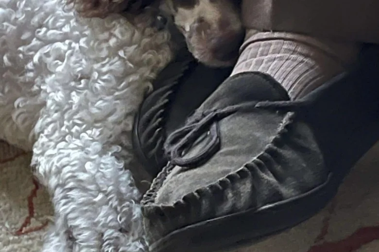 Miniature Poodle