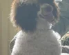 Miniature Poodle