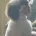 Miniature Poodle