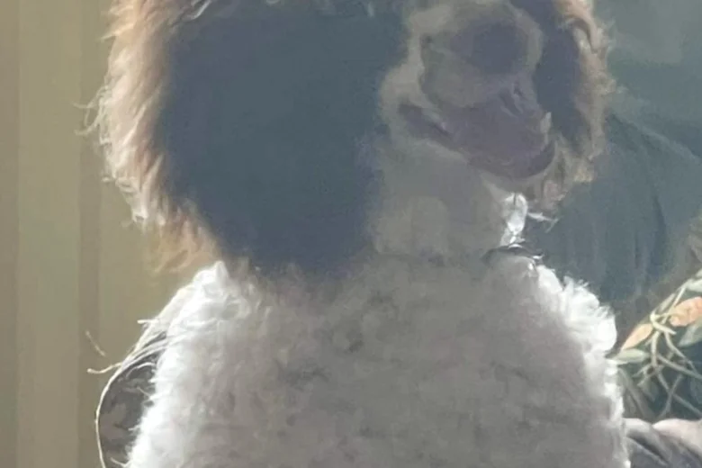 Miniature Poodle
