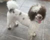 Miniature Poodle