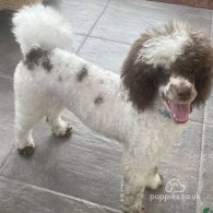 Miniature Poodle