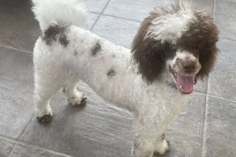 Miniature Poodle