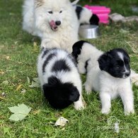 Mixed Breed - Both