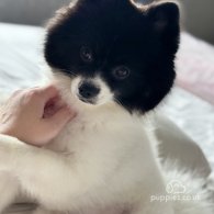 Pomeranian