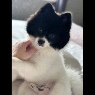 Pomeranian