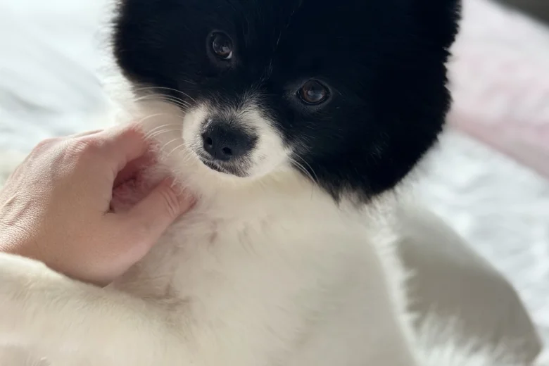 Pomeranian