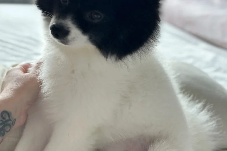 Pomeranian