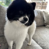 Pomeranian