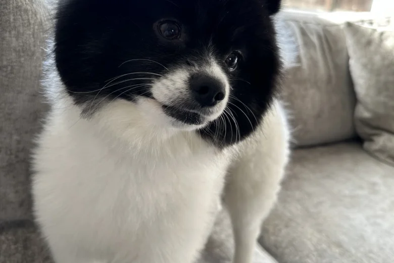 Pomeranian